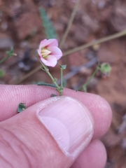 Hermannia coccocarpa