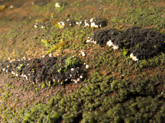 Dialonectria episphaeria