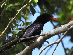 Phoeniculus purpureus