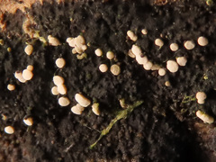 Polydesmia pruinosa