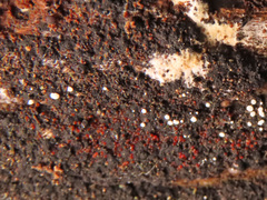 Dialonectria episphaeria