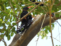 Phoeniculus purpureus