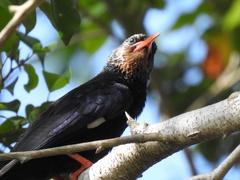 Phoeniculus purpureus