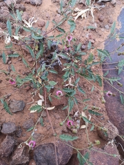 Hermannia coccocarpa