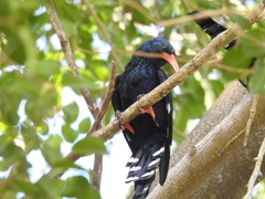 Phoeniculus purpureus