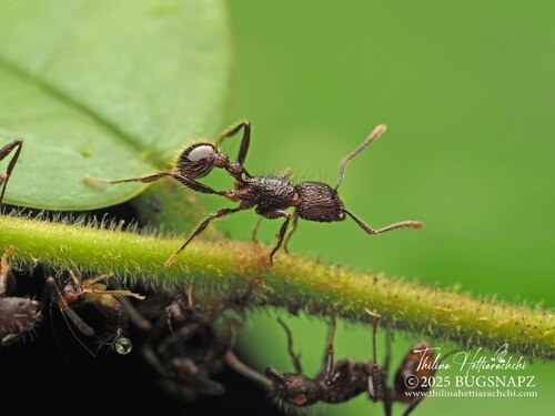 Tetramorium yerburyiTetramorium yerburyi