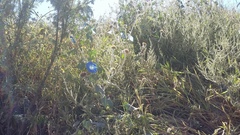 Ipomoea tricolor