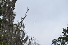 Dryocopus pileatus image