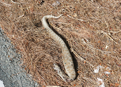 Macrovipera lebetinus