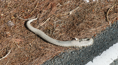 Macrovipera lebetinus