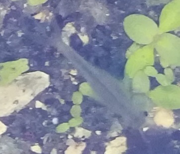 Kalahari Fairy Shrimp