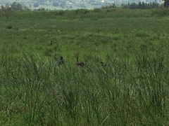 Plectropterus gambensis