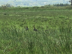 Plectropterus gambensis