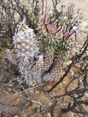 Euphorbia braunsii