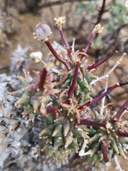 Euphorbia braunsii