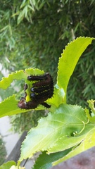 Lepidoptera