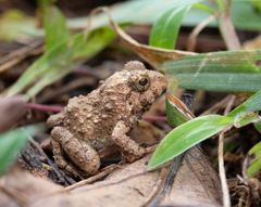Minervarya rufescens