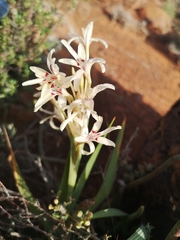 Babiana spathacea