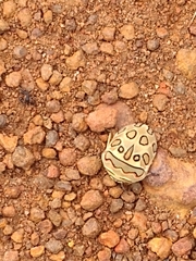 Sphaerocoris annulus