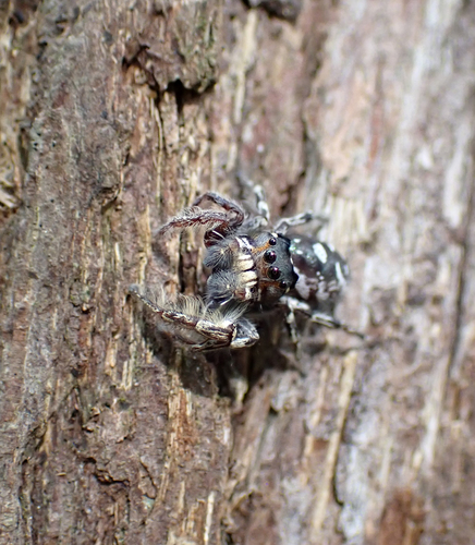 Putnam's Jumping Spider photo 6