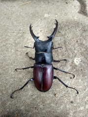 Hexarthrius davisoni