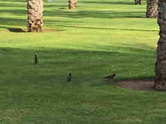 Acridotheres tristis