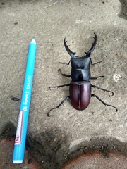 Hexarthrius davisoni