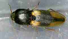 Cardiophorinae