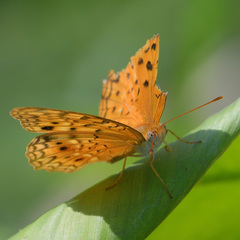Phalanta phalantha