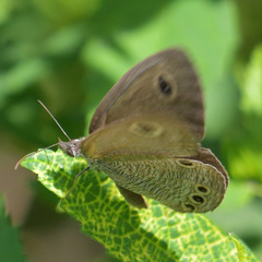 Ypthima
