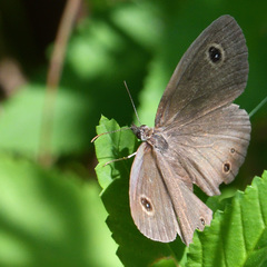 Ypthima