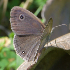 Ypthima