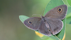 Ypthima