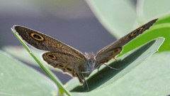 Ypthima