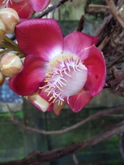 Couroupita guianensis