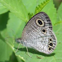 Ypthima