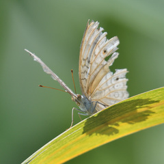 Junonia atlites