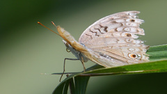 Junonia atlites