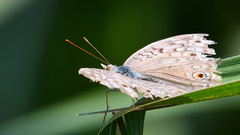 Junonia atlites