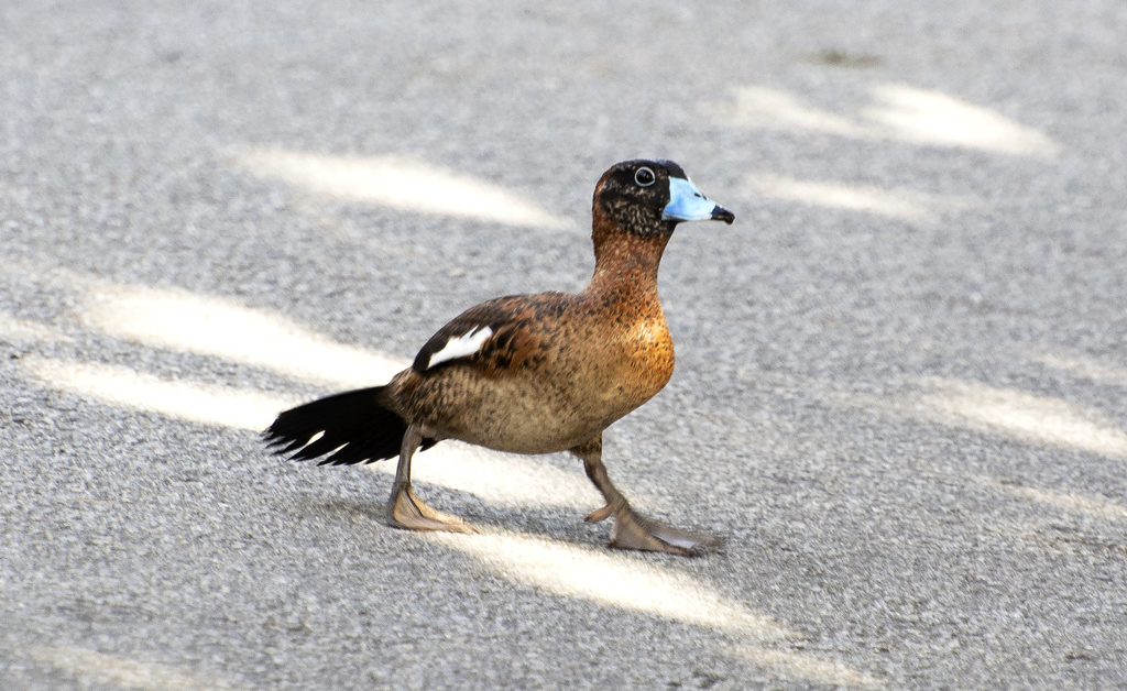 Masked Duck