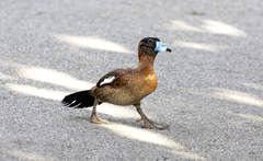 Masked Duck photo 1