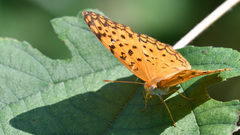 Phalanta phalantha