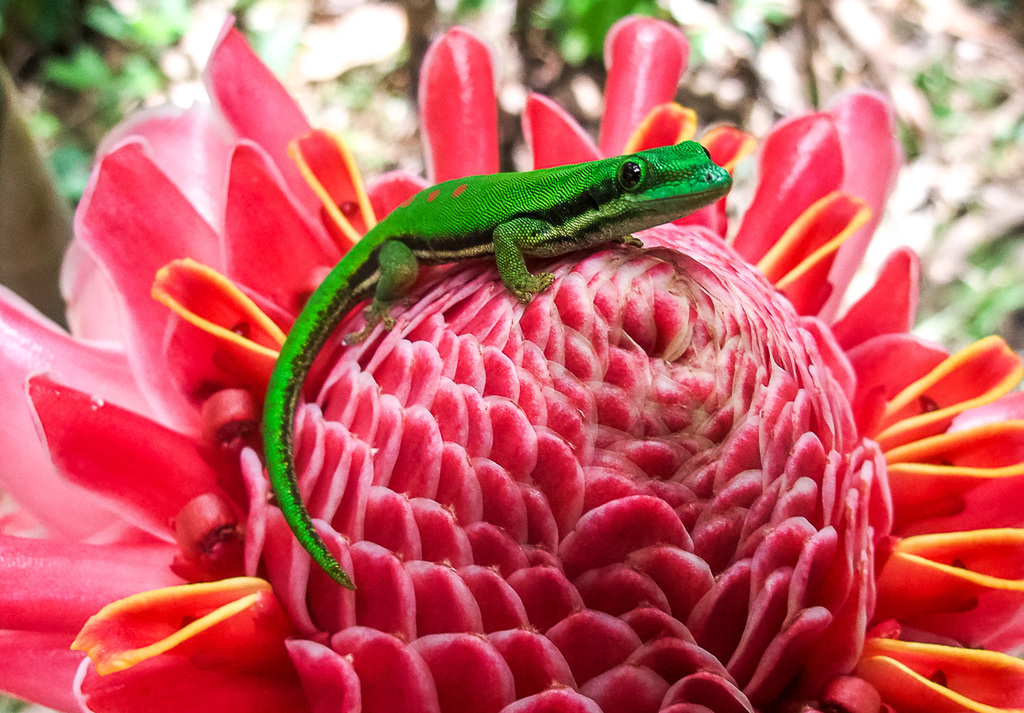 Island Day Gecko