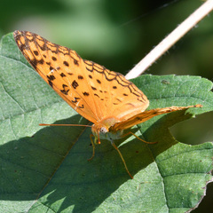 Phalanta phalantha