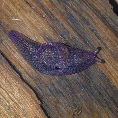 Parmavitrina megastoma