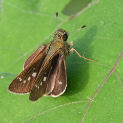 Borbo cinnara