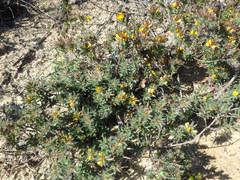 Pultenaea trinervis