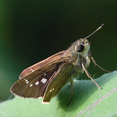 Borbo cinnara