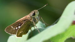 Borbo cinnara