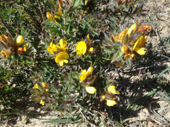 Pultenaea trinervis